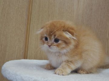 スコティッシュフォールド(折れ耳)【三重県・女の子・2021年11月12日・レッドタビー（ロングヘアー）】の写真「ファファ、モフモフ、折れ耳の女の子」