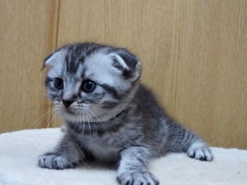 スコティッシュフォールド(折れ耳)【三重県・男の子・2022年3月14日・シルバータビー】の写真「人懐こい折れ耳の男の子」