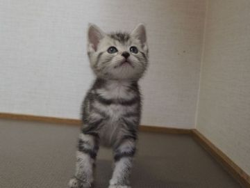 アメリカンショートヘア【三重県・男の子・2018年4月8日・シルバータビー】の写真「色白なお顔で可愛いです」