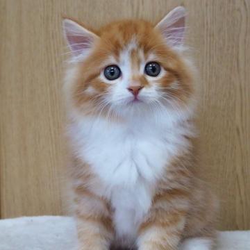 サイベリアン【三重県・男の子・2022年6月17日・レッドタビー&ホワイト（ロングヘアー）】の写真「性格の良い子に育ちました」