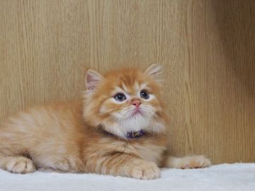 スコティッシュフォールド(立ち耳)【三重県・男の子・2022年4月12日・レッドタビー（ロングヘアー）】の写真「丸顔、モフモフ、綺麗な男の子」