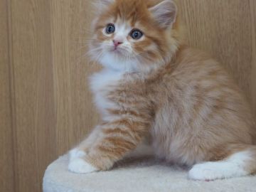 サイベリアン【三重県・男の子・2021年12月14日・レッドタビー&ホワイト】の写真「７兄妹、みんな元気です」