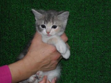 スコティッシュフォールド【三重県・女の子・2015年9月19日・ダイリュートキャリコ】の写真「丸いお顔とおめめぱっちり、元気いっぱい」