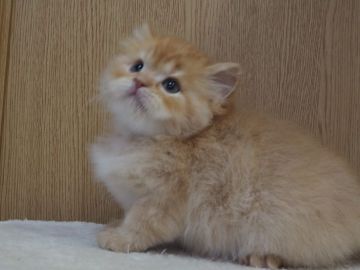 スコティッシュフォールド(立ち耳)【三重県・女の子・2021年11月12日・レッドタビー（ロングヘアー）】の写真「ファファ、モフモフ、たち耳の女の子」