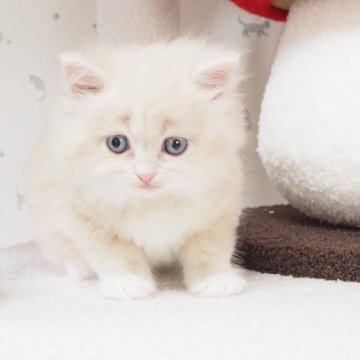 サイベリアン【三重県・男の子・2024年5月20日・クリームタビー&ホワイト（ロングヘアー）】の写真「穏やかでマイペースな男の子」