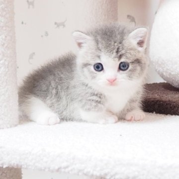 マンチカン(短足)【三重県・男の子・2024年8月5日・ブルータビー&ホワイト（ミドルロングヘアー）】の写真「まだヨチヨチですがはっきりしたお顔で可愛い」