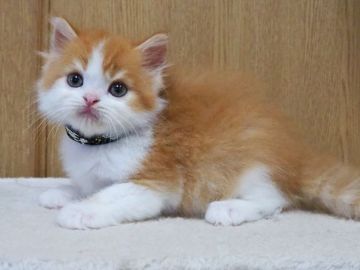 スコティッシュフォールド(立ち耳)【三重県・男の子・2022年4月12日・レッドタビー&ホワイト（ロングヘアー）】の写真「丸顔、モフモフ、綺麗な男の子」