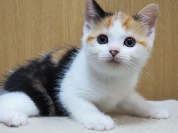 スコティッシュフォールド(立ち耳)【三重県・女の子・2022年4月16日・キャリコ】の写真「めっちゃ可愛いです。」