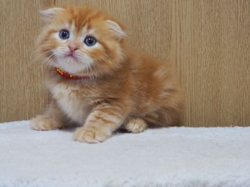 スコティッシュフォールド(折れ耳)【三重県・女の子・2022年4月12日・レッドタビー（ロングヘアー）】の写真「丸顔、モフモフ、綺麗な女の子」