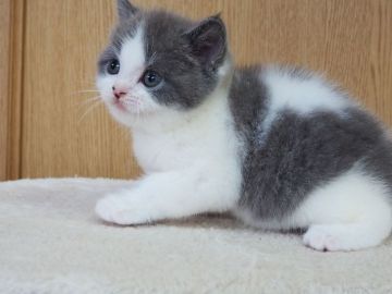 スコティッシュフォールド(立ち耳)【三重県・男の子・2022年2月6日・ブルー&ホワイト】の写真「綺麗なハチワレの男の子　父親グランドチャンピオン」