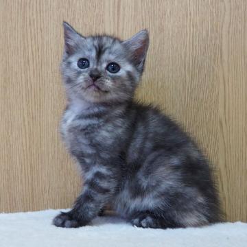 スコティッシュフォールド(立ち耳)【三重県・女の子・2022年8月23日・シルバーパッチドタビー】の写真「人懐こい子で遊び大好き　綺麗です」