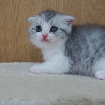 スコティッシュフォールド(折れ耳)【三重県・女の子・2022年6月2日・シルバータビー&ホワイト】の写真「丸顔、折れ耳、綺麗な子です」