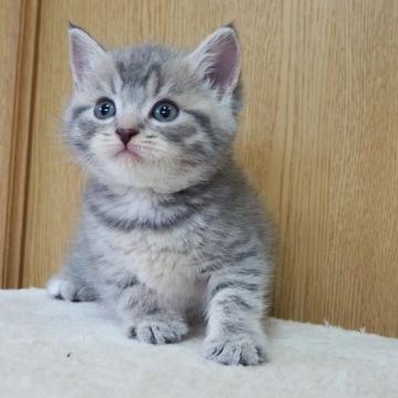 スコティッシュフォールド(立ち耳)【三重県・男の子・2022年6月17日・ブルータビー（ショートヘアー）】の写真「性格の良い子に育ちました」