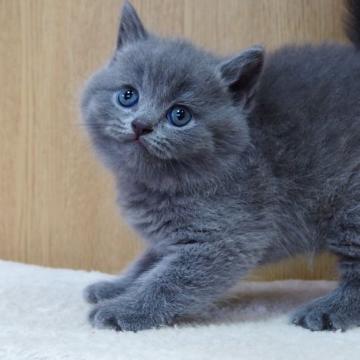 ブリティッシュショートヘア【三重県・男の子・2022年6月11日・ブルー（セミロングヘアー）】の写真「フカフカ、フアフア　お手入れ楽でしかもゴージャス」