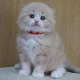 スコティッシュフォールド(折れ耳)【三重県・女の子・2023年1月10日・クリーム&ホワイト】の写真1