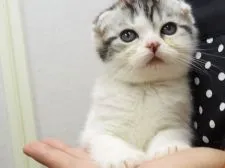 スコティッシュフォールド【三重県・男の子・2016年11月3日・シルバータビー&ホワイト】の写真1
