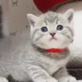 ブリティッシュショートヘア【三重県・女の子・2024年2月23日・ブルータビー】の写真1