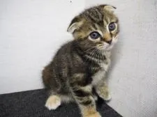 スコティッシュフォールド【三重県・女の子・2016年10月6日・ブラウンパッチドタビー】の写真1