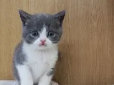 ブリティッシュショートヘア【三重県・男の子・2020年9月27日・ブルー&ホワイト】の写真1