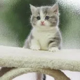 マンチカン(短足)【三重県・女の子・2023年8月22日・ブルータビー&ホワイト】の写真1