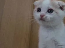 スコティッシュフォールド(折れ耳)【三重県・女の子・2019年4月23日・クリーム&ホワイト】の写真1