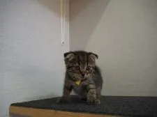 スコティッシュフォールド(折れ耳)【三重県・男の子・2017年6月6日・ブラウンタビー】の写真1