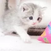 マンチカン(長足)【三重県・女の子・2024年8月5日・ダイリュートキャリコ】の写真1