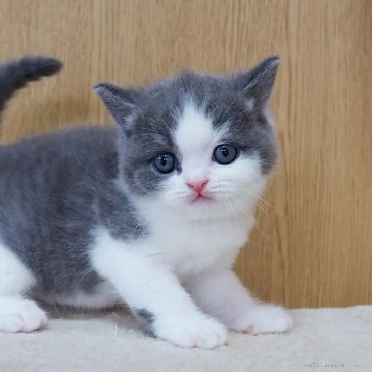 ID：2206-02724の子猫