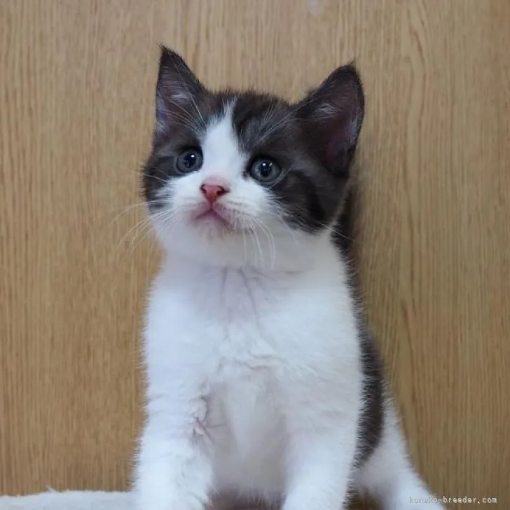 ID：2210-00099の子猫