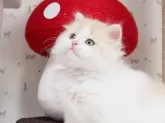 スコティッシュフォールド(立ち耳)【三重県・男の子・2023年12月31日・クリーム&ホワイト】の写真2
