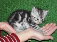 アメリカンショートヘア【三重県・女の子・2015年1月22日・シルバータビー】の写真2