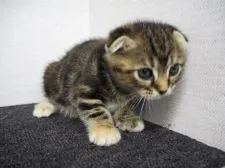 スコティッシュフォールド【三重県・女の子・2016年10月6日・ブラウンパッチドタビー】の写真2