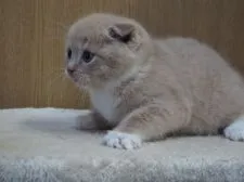 スコティッシュフォールド(立ち耳)【三重県・男の子・2022年1月11日・クリームタビー&ホワイト】の写真2