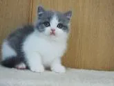 ブリティッシュショートヘア【三重県・男の子・2022年10月27日・ブルー&ホワイト】の写真2