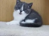 ブリティッシュショートヘア【三重県・男の子・2022年12月2日・ブルー&ホワイト】の写真2