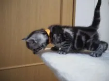 アメリカンショートヘア【三重県・女の子・2018年3月10日・シルバータビー】の写真2