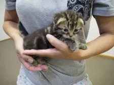 スコティッシュフォールド【三重県・男の子・2016年6月10日・ブラウンタビー】の写真2