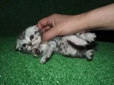 スコティッシュフォールド【三重県・女の子・2016年2月10日・シルバータビー】の写真2