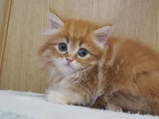 サイベリアン【三重県・男の子・2021年3月17日・レッドタビー&ホワイト】の写真2