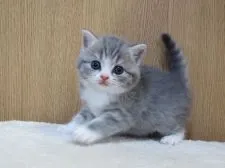 スコティッシュフォールド(立ち耳)【三重県・女の子・2021年11月4日・ブルータビー&ホワイト】の写真3