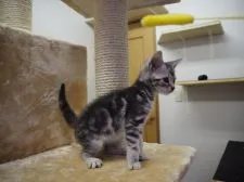 アメリカンショートヘア【三重県・男の子・2016年7月16日・シルバータビー】の写真3