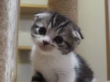 スコティッシュフォールド【三重県・男の子・2017年3月2日・シルバータビー&ホワイト】の写真3