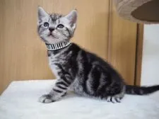 アメリカンショートヘア【三重県・男の子・2018年5月25日・シルバータビー】の写真3