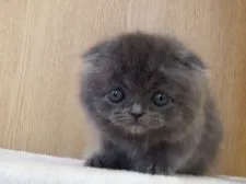 スコティッシュフォールド(折れ耳)【三重県・女の子・2020年7月3日・】の写真3