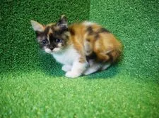 スコティッシュフォールド【三重県・女の子・2015年12月16日・キャリコ】の写真3