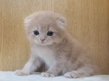 スコティッシュフォールド(折れ耳)【三重県・女の子・2018年6月12日・クリームタビー】の写真3