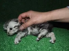 スコティッシュフォールド【三重県・女の子・2016年2月10日・シルバータビー】の写真3