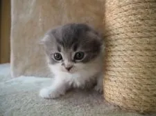 スコティッシュフォールド(折れ耳)【三重県・男の子・2017年10月9日・ブルー&ホワイト】の写真3