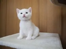 アメリカンショートヘア【三重県・男の子・2018年10月16日・ホワイト】の写真3