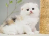 スコティッシュフォールド(折れ耳)【三重県・女の子・2023年8月2日・ダイリュートキャリコ】の写真3